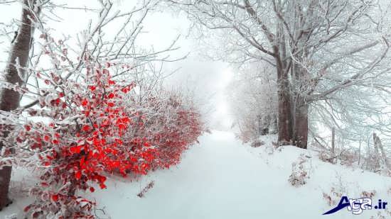 مناظر زیبای برفی 