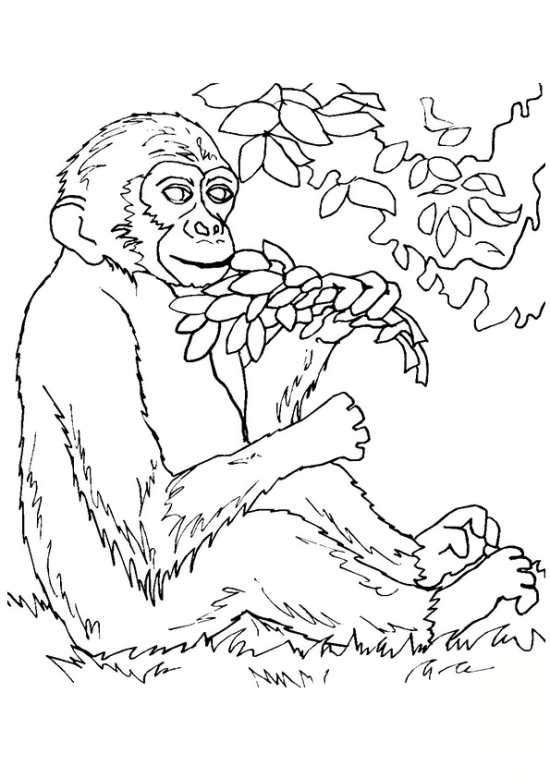 نقاشی میمون با انواع طرح های فانتزی و جالب 