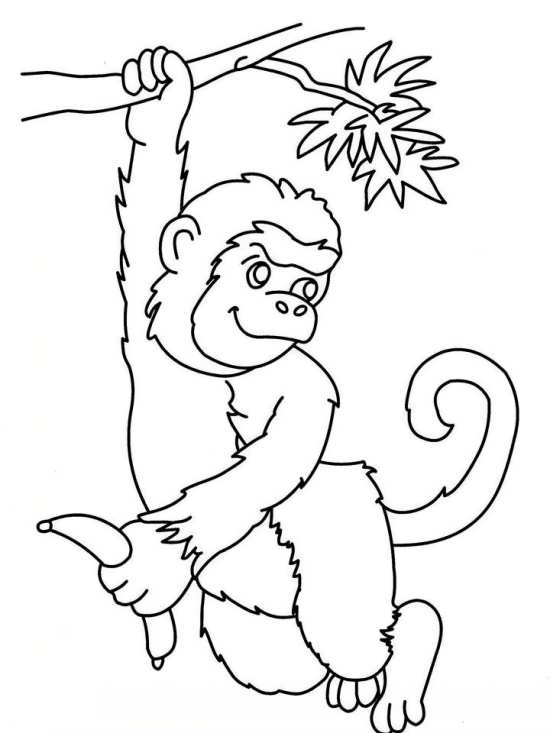 نقاشی میمون های زیبا 