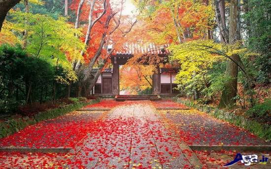 تصاویر زیبای طبیعت پاییزی 