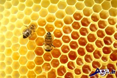 کاربرد عسل برای بدن