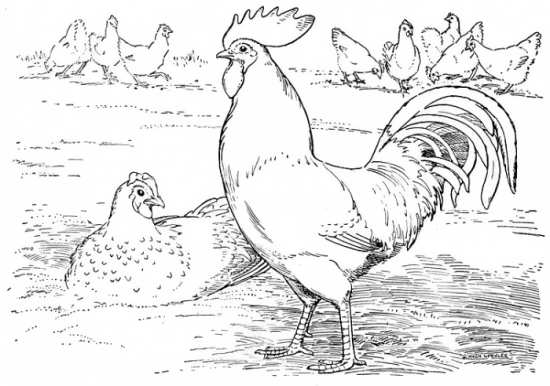 نقاشی مرغ و خروس 