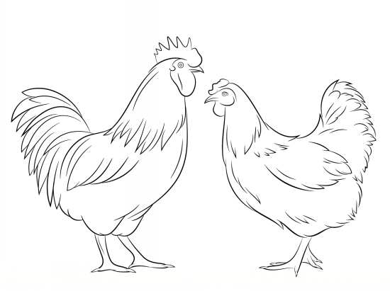 نقاشی جالب مرغ و خروس 