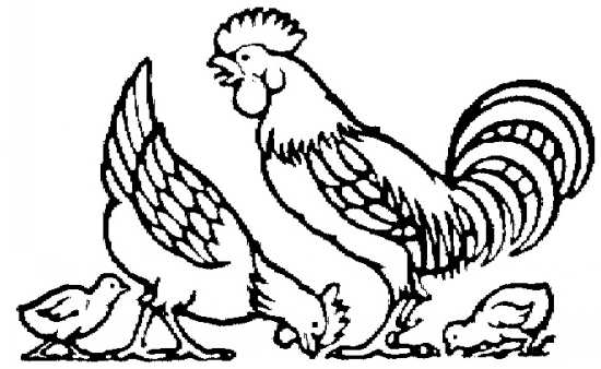 نقاشی جوجه و مرغ و خروس 