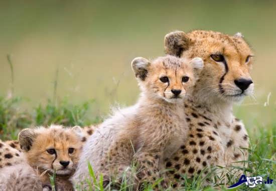 یوزپلنگ ماده و بچه هایش