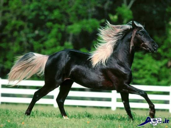 عکس اسب های زیبا