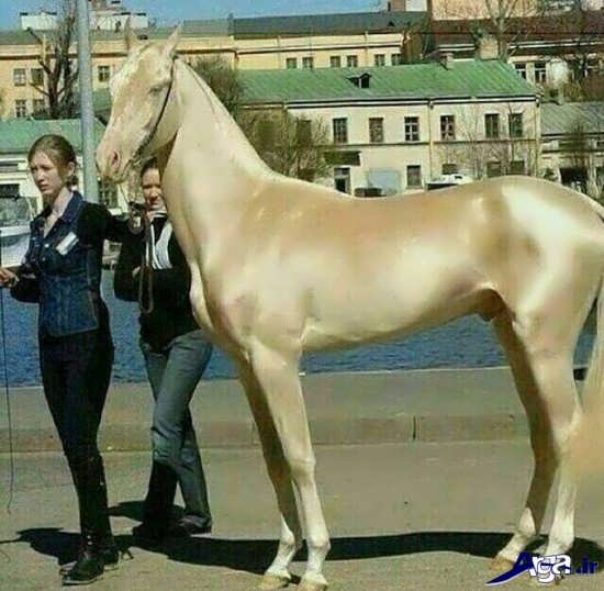 عکس زیباترین اسب ترکمن