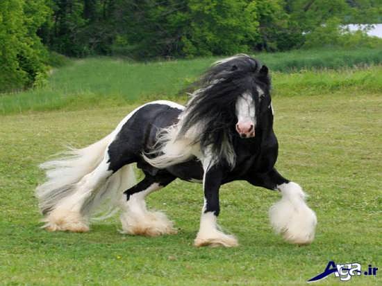 عکس اسب وحشی زیبا