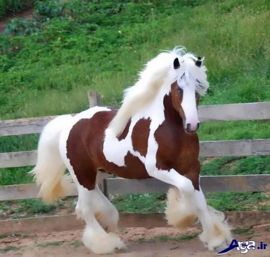 عکس اسب زیبا و دیدنی