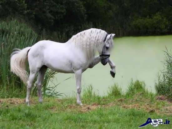 عکس اسب زیبا در طبیعت