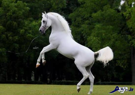 عکس اسب های فوق العاده