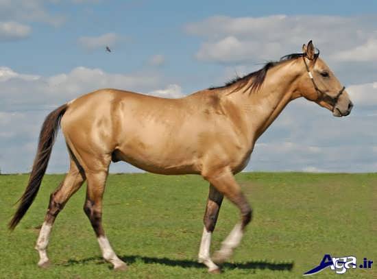 عکس اسب های زیبا ترکمن