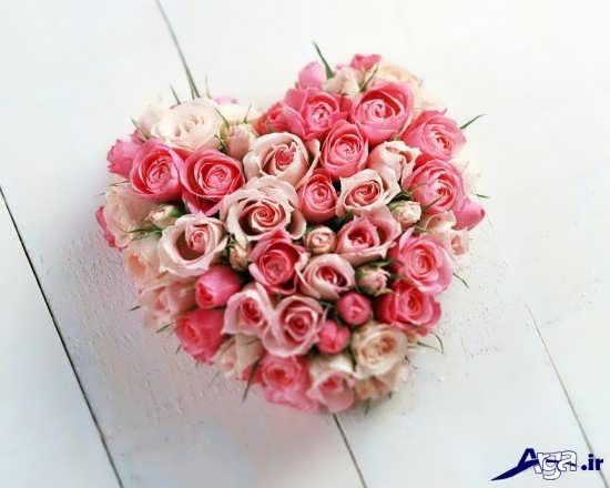 عکس گل های رز زیبا و جذاب
