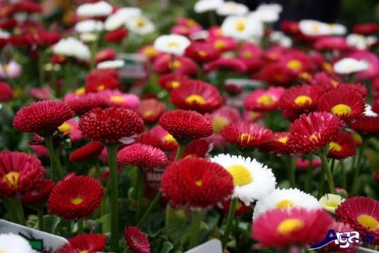 عکس زیبای گل های مینای چمنی