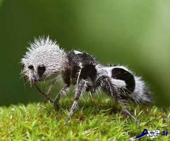 عکس مورچه عجیب و غریب