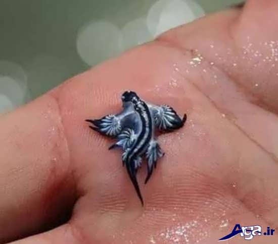 عکس کوچکترین حیوانات دنیا