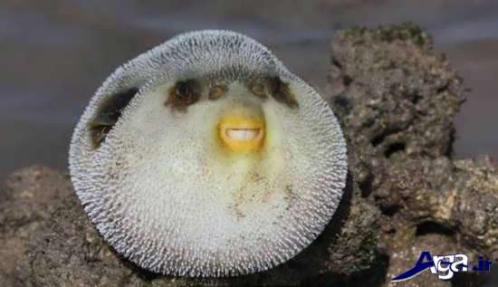 عکس حیوانات عجیب دریایی