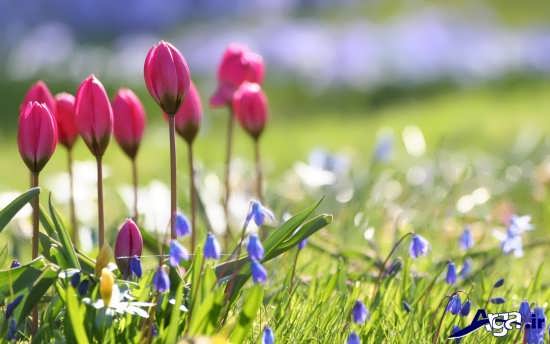عکس طبیعت زیبای بهار