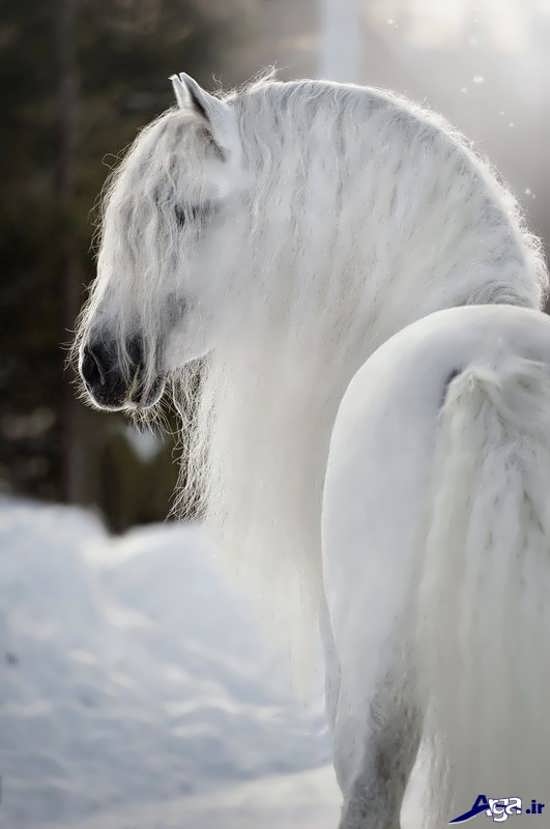 عکس اسب سفید اسپانیایی