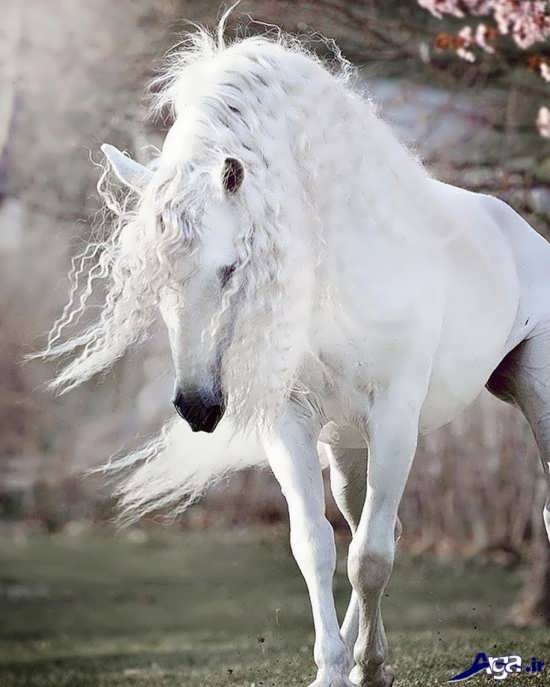 عکس زیبای اسب آندلسی