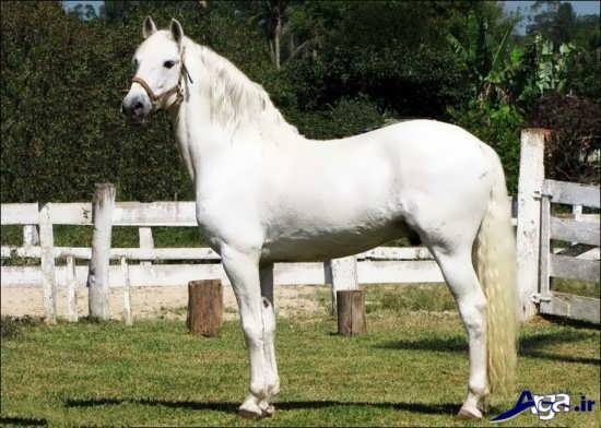 عکس اسب سفید از نژاد اسپانیایی