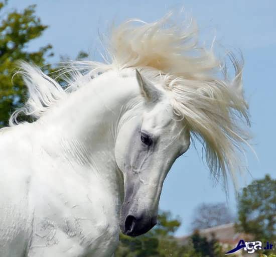 اسب سفید اسپانیایی