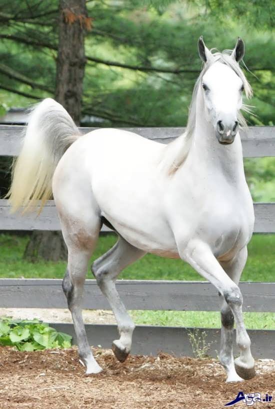 عکس اسب سفید عرب ایران