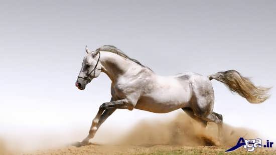 عکس اسب سفید اصیل ایرانی