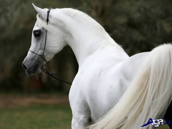 عکس اسب سفید رنگ عرب