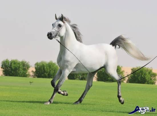 عکس زیبای اسب عرب ایران