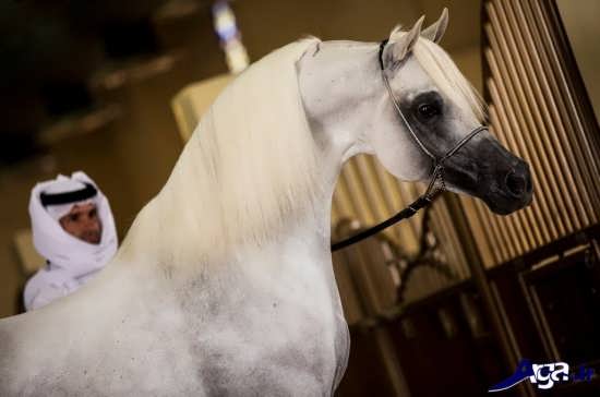 تصویر زیبای اسب سفید رنگ عرب