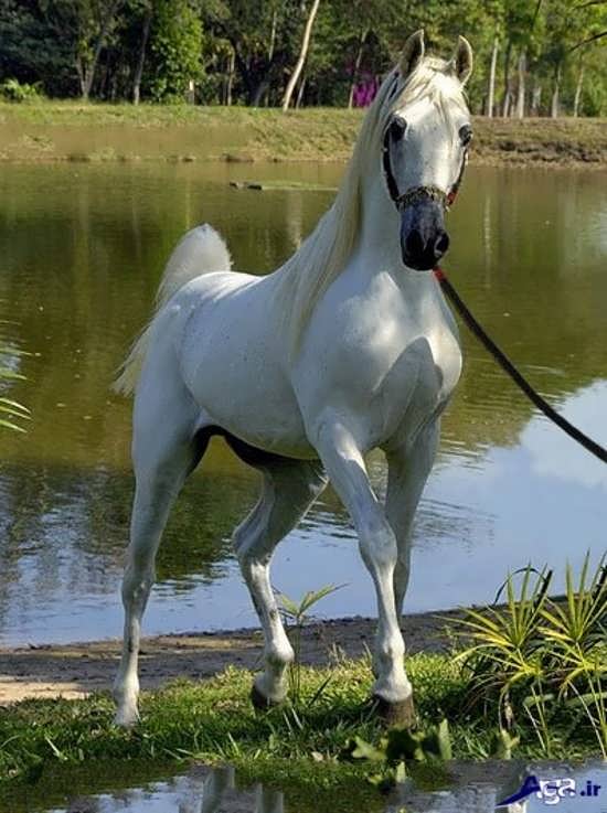 عکس اسب عرب به رنگ سفید