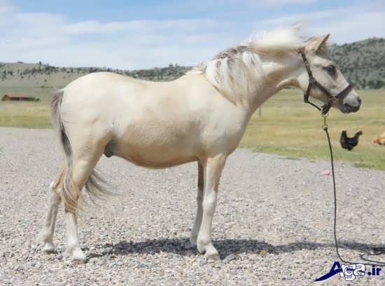 عکس اسب سفید فالابلا