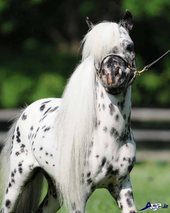 عکس اسب زیبای فالابلا