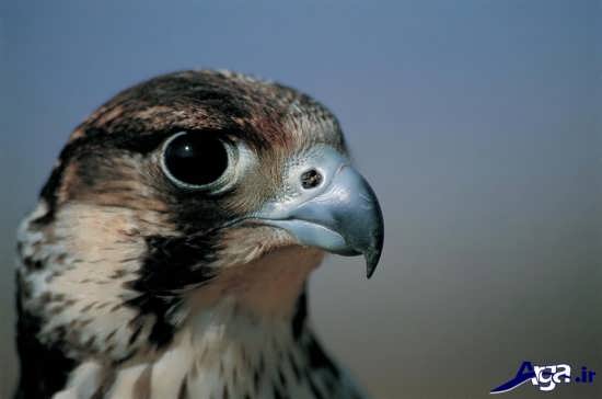 عکس گونه های زیبای پرنده شکاری شاهین