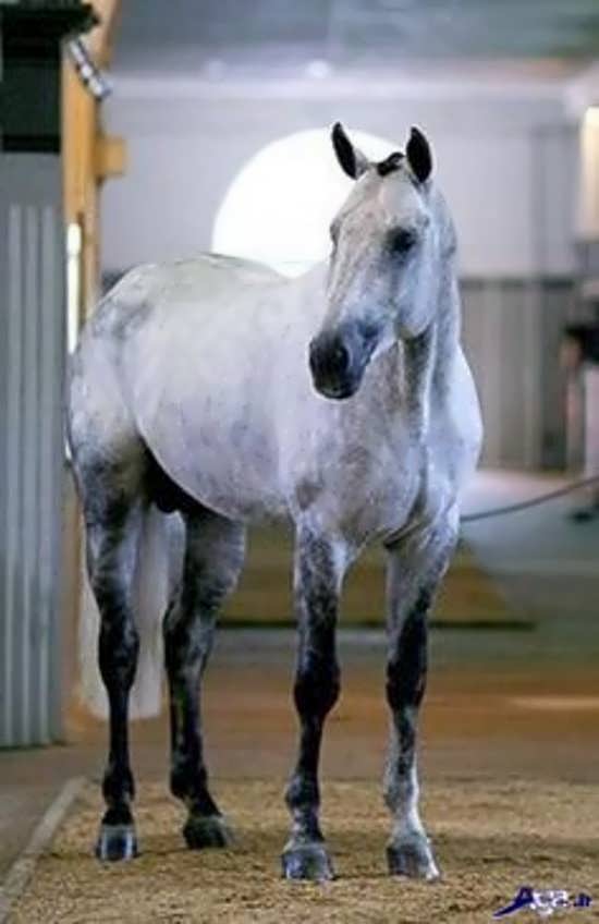 عکس زیبای اسب هانوورین