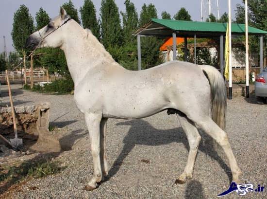 اسب زیبای اصیل ایرانی