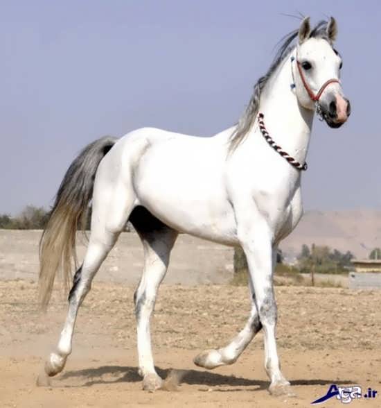 اسب زیبای ایرانی به رنگ سفید