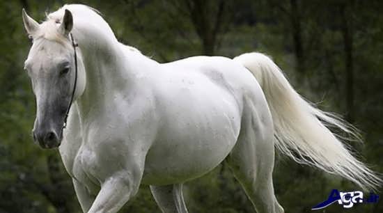 عکس اسب سفید رنگ اصیل ایرانی