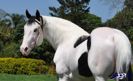 عکس اسب سفید پینت