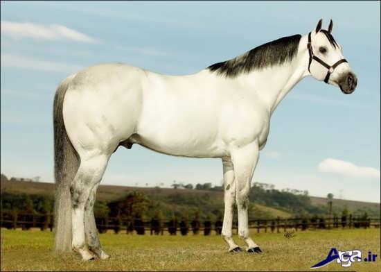 عکس اسب سفید کوارتر