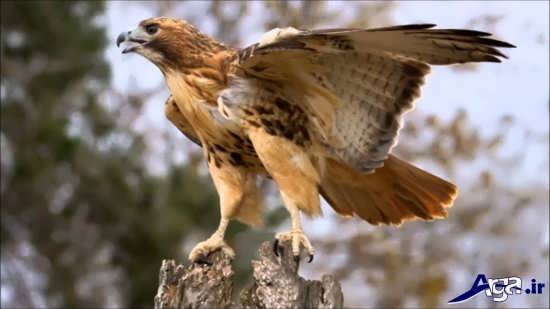 عکس پرنده شکاری عقاب طلایی