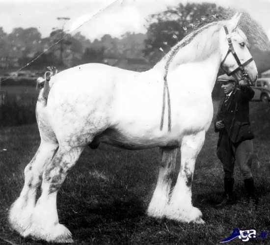 عکس اسب سفید رنگ از نژاد شایر
