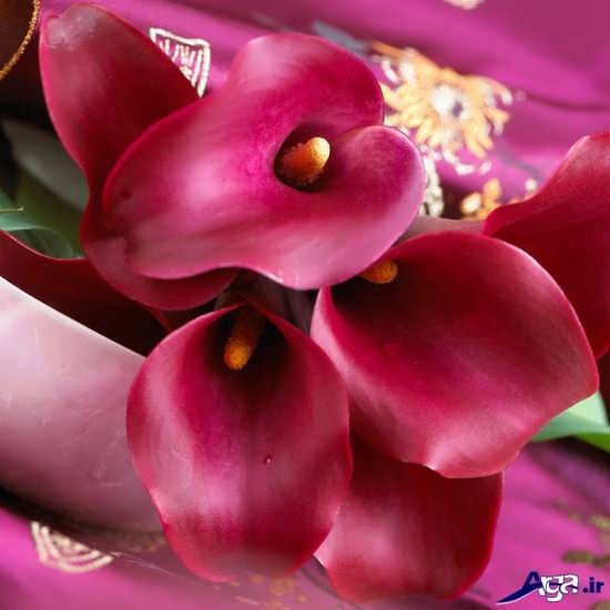 عکس زیبای گل شیپوری