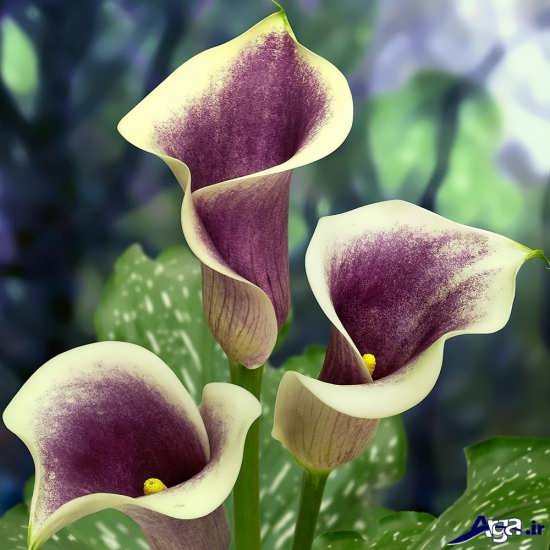 عکس گل شیپوری با رنگی زیبا