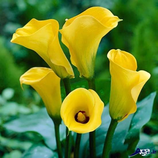عکس گل شیپوری زرد رنگ