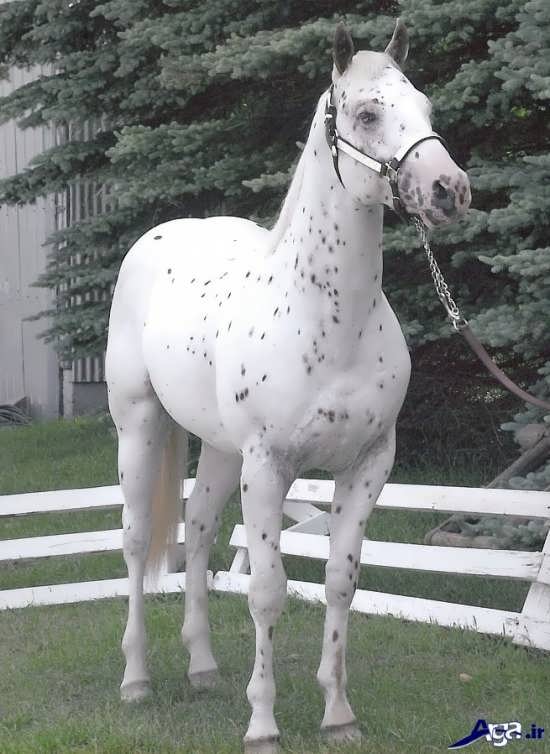 عکس اسب سفید آپالوسا