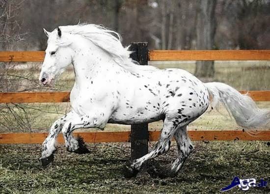 عکس اسب زیبای آپالوسا