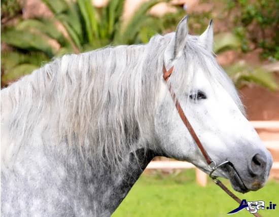 عکس اسب سفید بارب