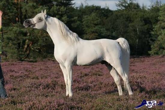 عکس اسب سفید عربی